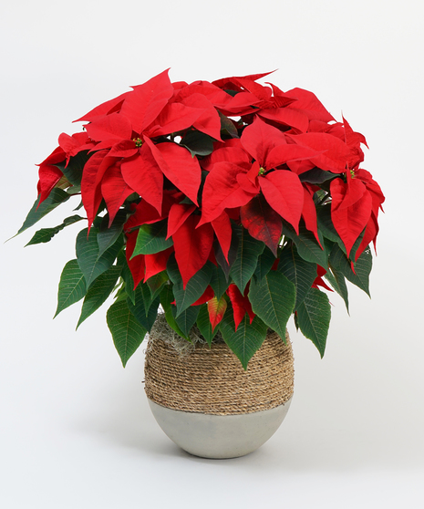 Red Poinsettia - Choose Your Size