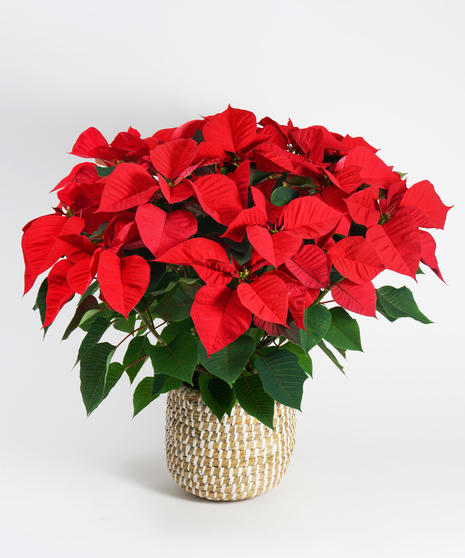 Red Poinsettia - Choose Your Size