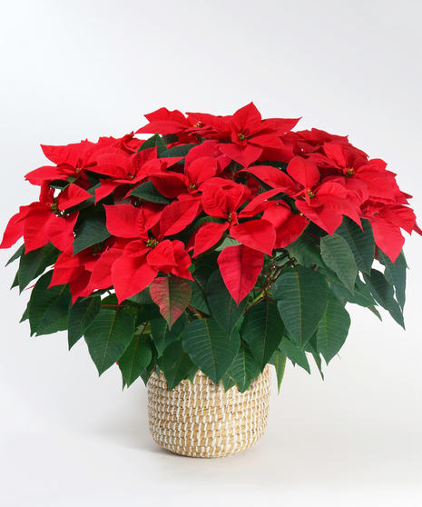Red Poinsettia in Basket