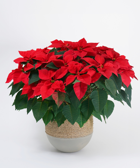 Red Poinsettia in Basket