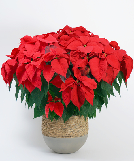 Red Poinsettia in Basket