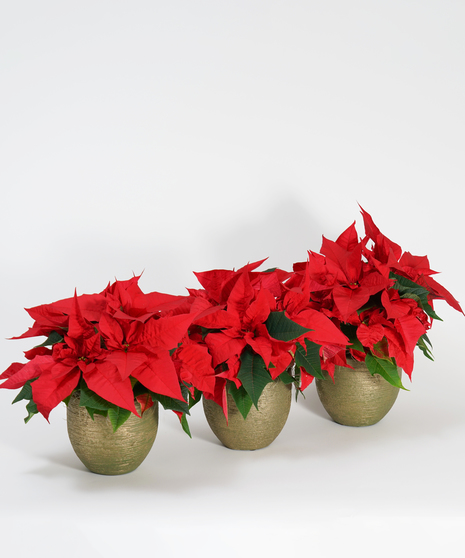 trio of mini red poinsettias in a copper pot