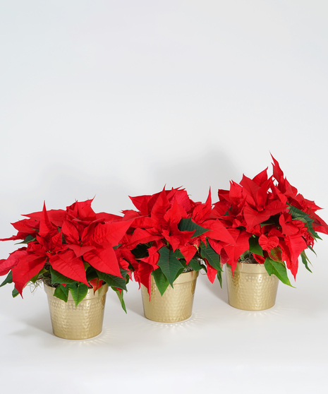 Mini Red Poinsettia Trio - Choose Your Container