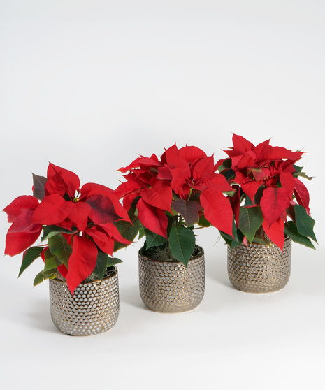 Mini Red Poinsettia Trio - Choose Your Container