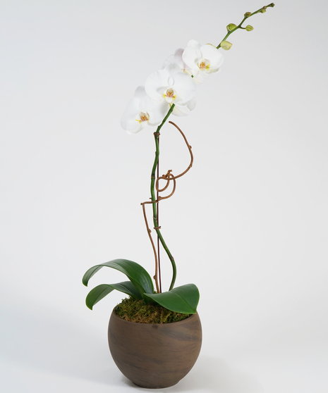 White Orchid Plant Delivery Philadelphia