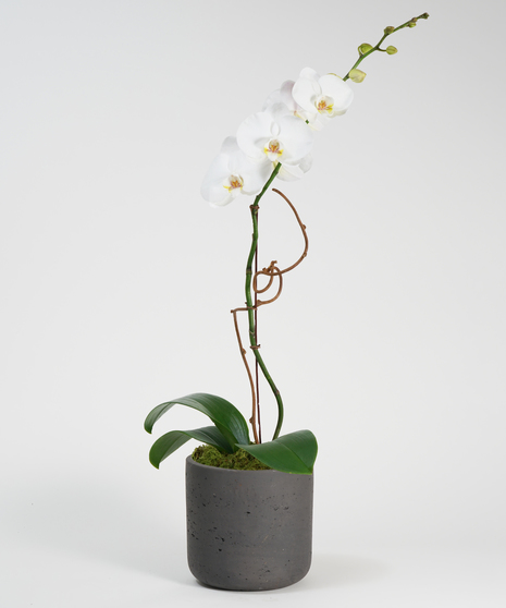 White Orchid Plant Delivery Philadelphia