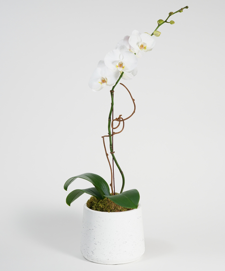 White Orchid Plant Delivery Philadelphia