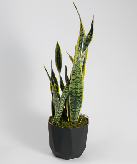 Snake Plant
