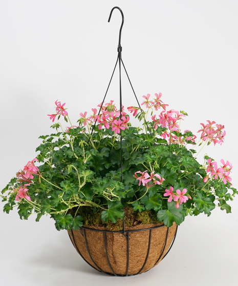 Ivy Geranium Hanging Basket