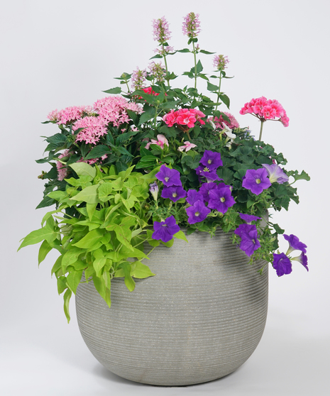 blooming Spring patio pot in fiberstone grey ridged containers