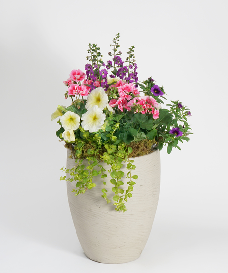 Green & Blooming Plants
