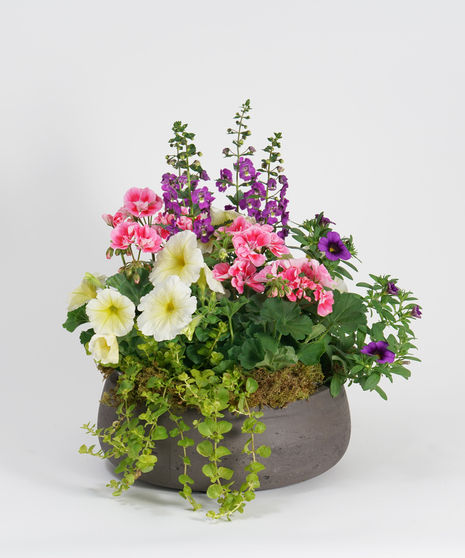 mixed annuals patio pot for table