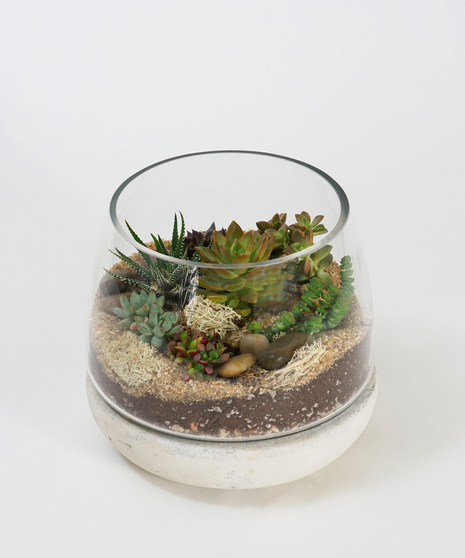 Succulent Terrarium