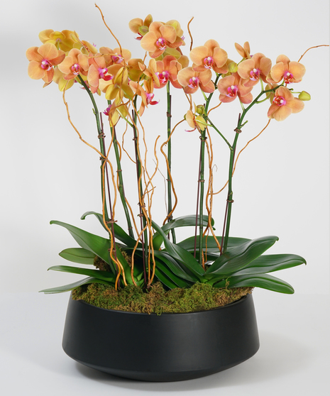 Deluxe Surf Song Orchid Garden - Choose Your Container