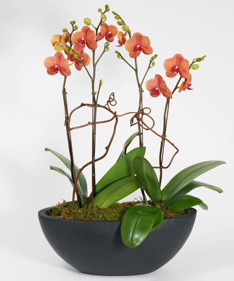 orchid garden of colorful surf song orchids