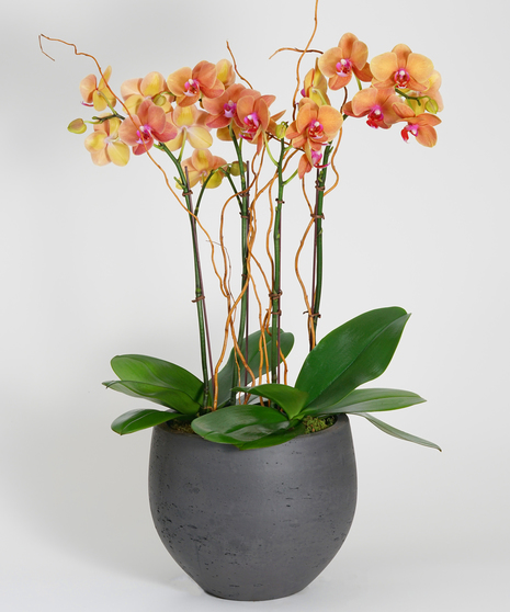 orchid garden of colorful surf song orchids