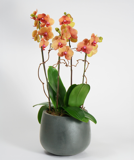 orchid garden of colorful surf song orchids