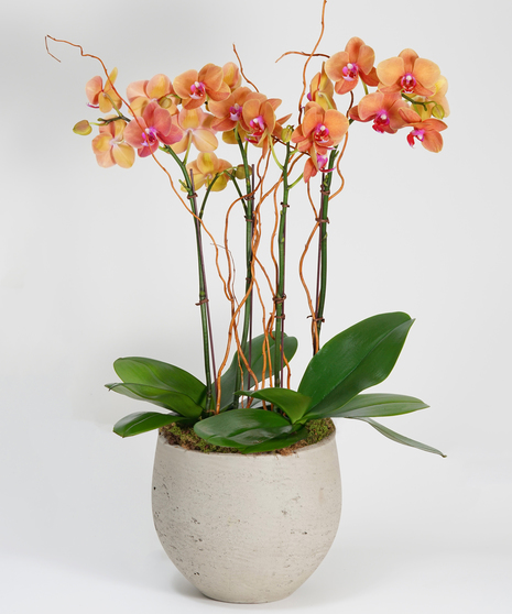 Surf Song Orchid Garden - Choose Your Container