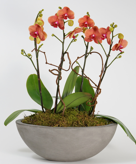 orchid garden of colorful surf song orchids