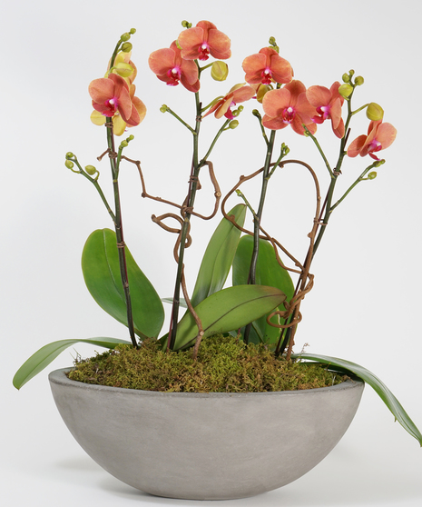 orchid garden of colorful surf song orchids