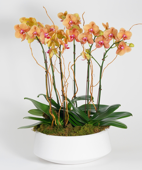 orchid garden of surf song orchids in a grey stone bowl