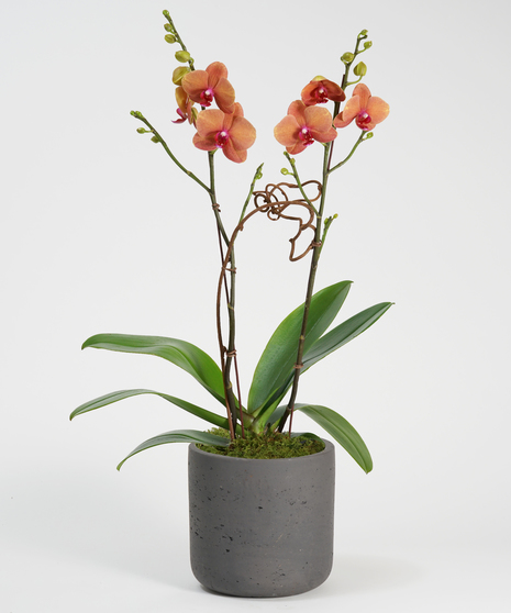 surf song orchid in neutral toned ceramic container
