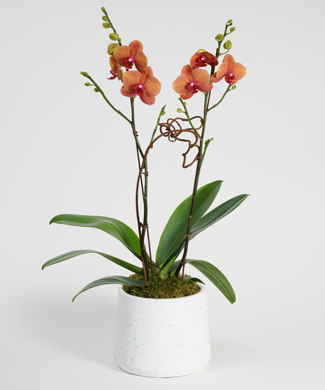 surf song orchid in neutral toned ceramic container