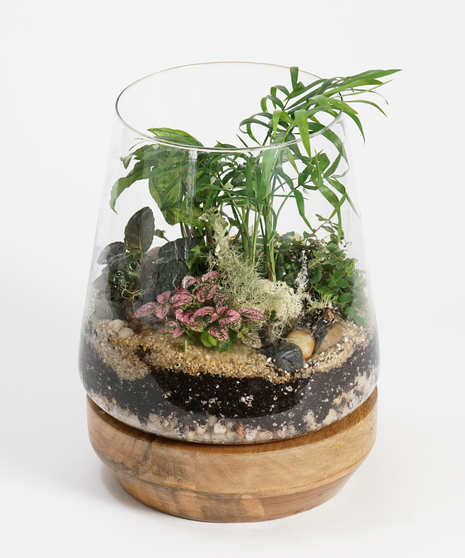 Terrarium | Plants & Gifts, Philadelphia - Robertson's Flowers