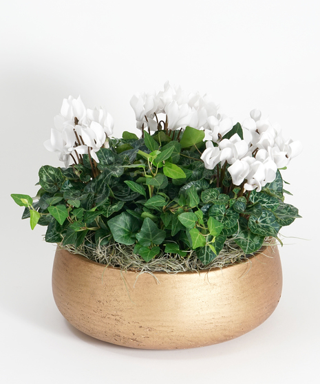 White Cyclamen Garden