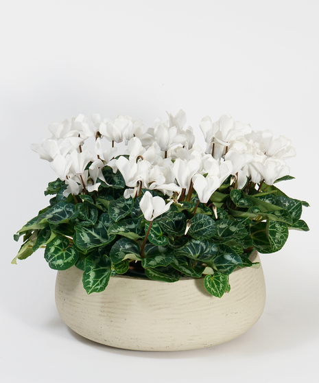 White Cyclamen Garden