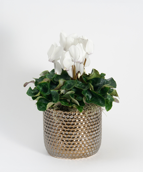 White Cyclamen - Choose Your Container