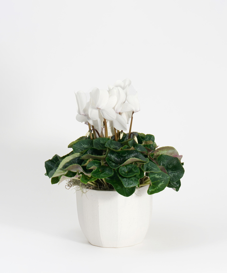 blooming white cyclamen plant