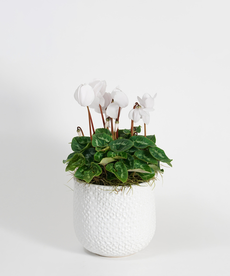 White Cyclamen - Choose Your Container