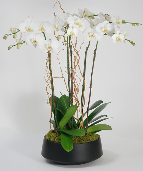 white orchid garden in grey stone bowl