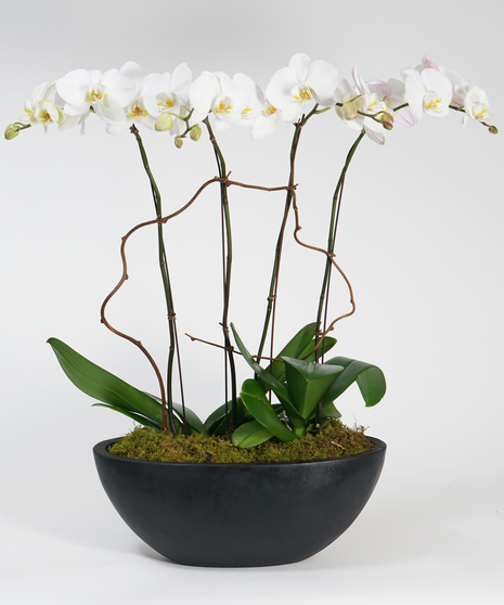 A stunning collection of white phalaenopsis orchids gathered in our oval stone container. 