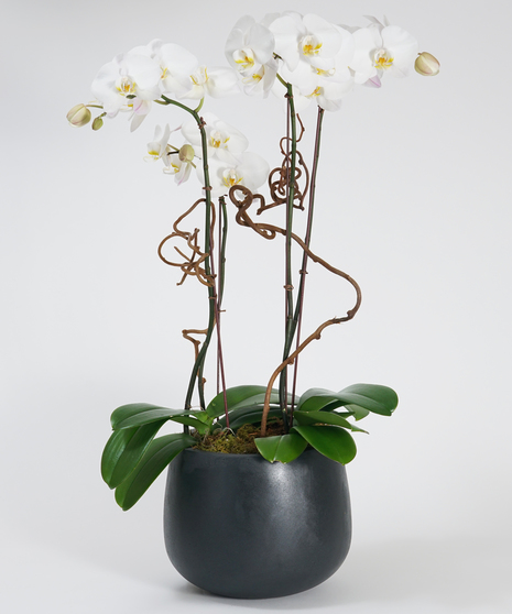 A stunning collection of white phalaenopsis orchids gathered in our oval stone container. 