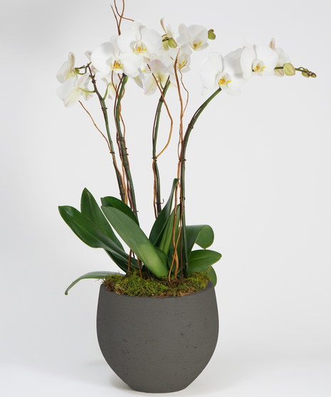A stunning collection of white phalaenopsis orchids gathered in our oval stone container. 