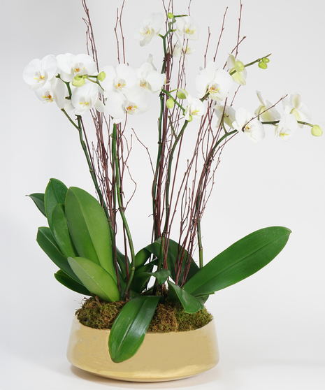 Deluxe White Orchid Garden