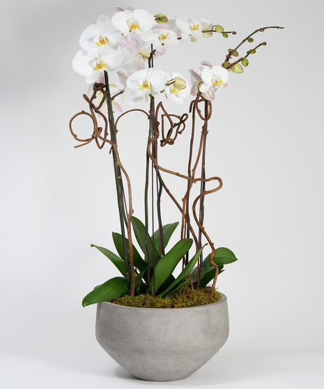 Deluxe Orchid Garden