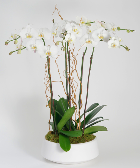Deluxe White Orchid Garden - Choose Your Container