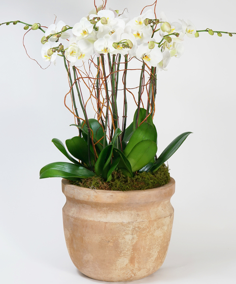 Luxury White Orchid Garden