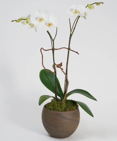A gorgeous double stemmed white phalaenopsis orchid is planted in a simple stone ceramic pot.