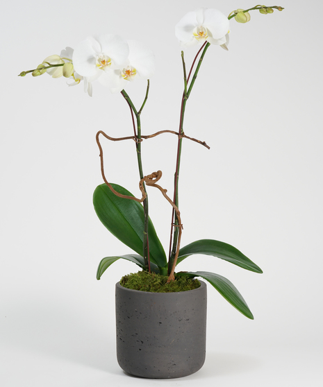 A gorgeous double stemmed white phalaenopsis orchid is planted in a simple stone ceramic pot.