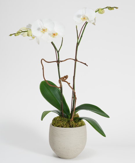All Plants