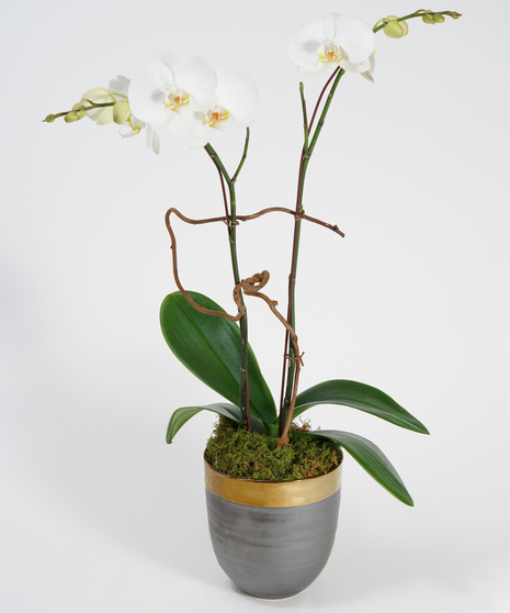 A gorgeous double stemmed white phalaenopsis orchid is planted in a simple stone ceramic pot.