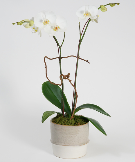 All Plants