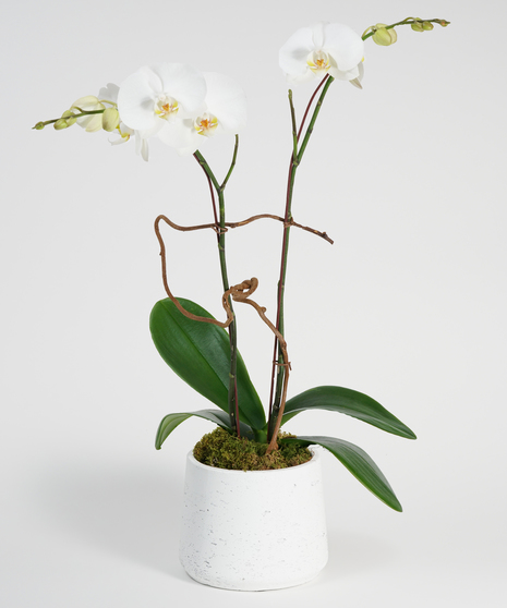 A gorgeous double stemmed white phalaenopsis orchid is planted in a simple stone ceramic pot.