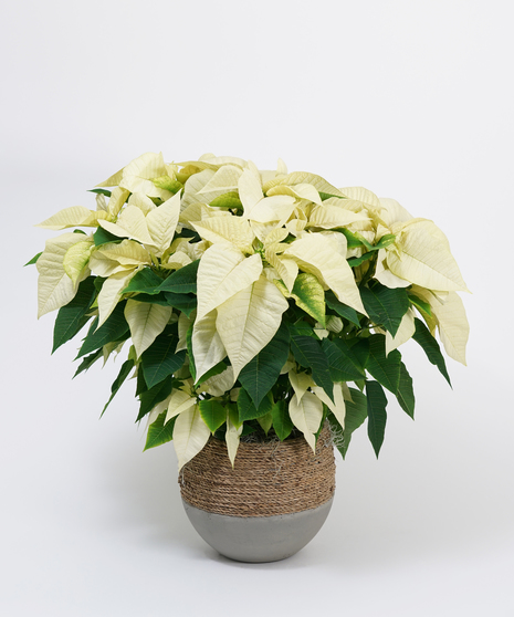White Poinsettia in Basket
