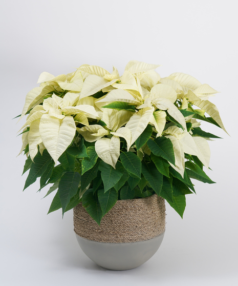 White Poinsettia in Basket