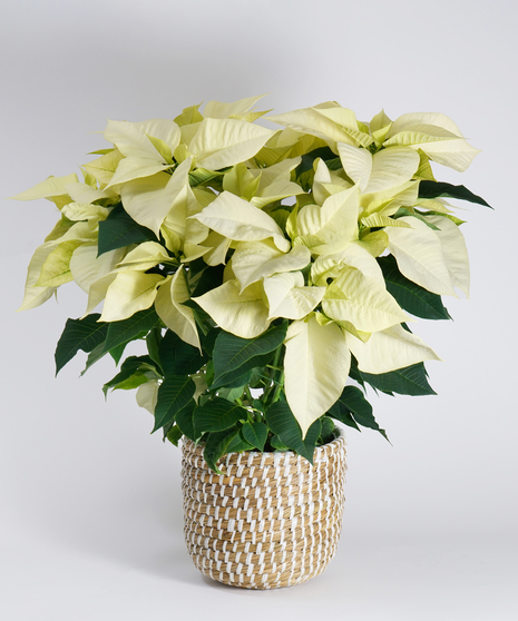 White Poinsettia - Choose Your Size